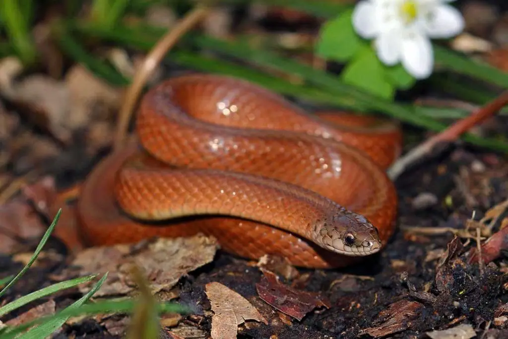 smooth earth snake Virginia valeriae