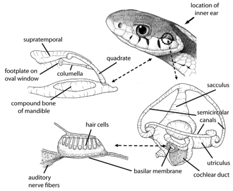 Snake hearing anatomy