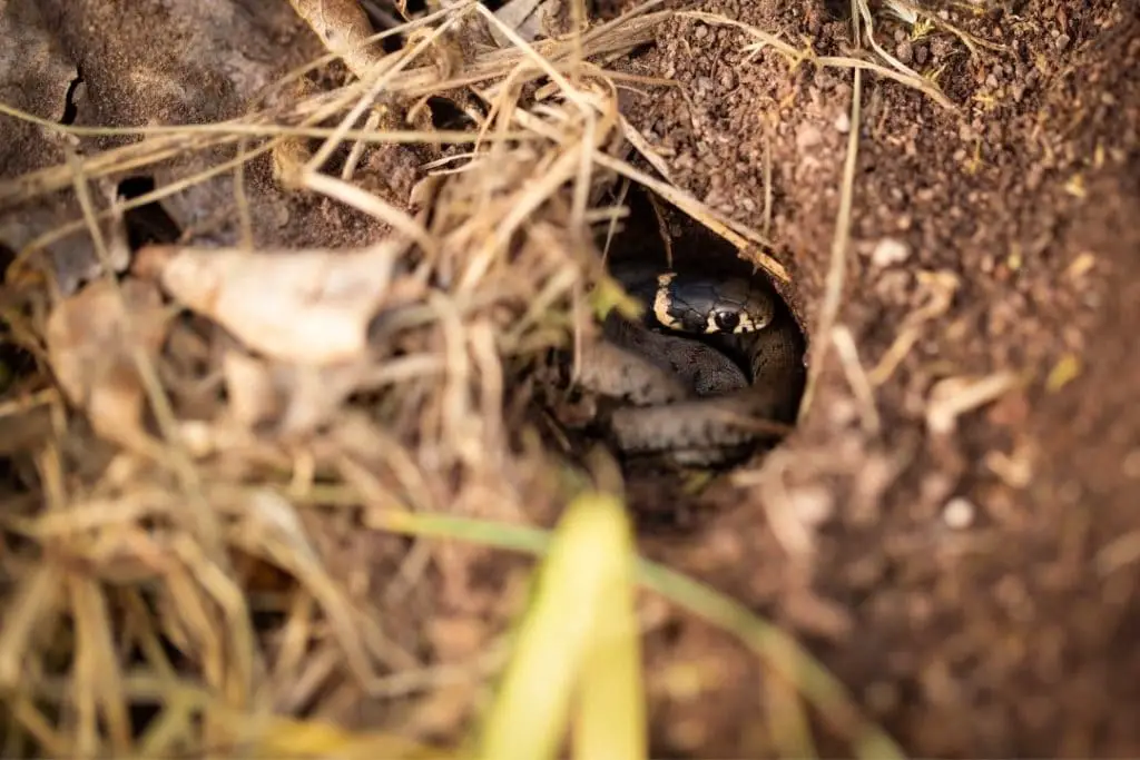 snake hiding in a hole