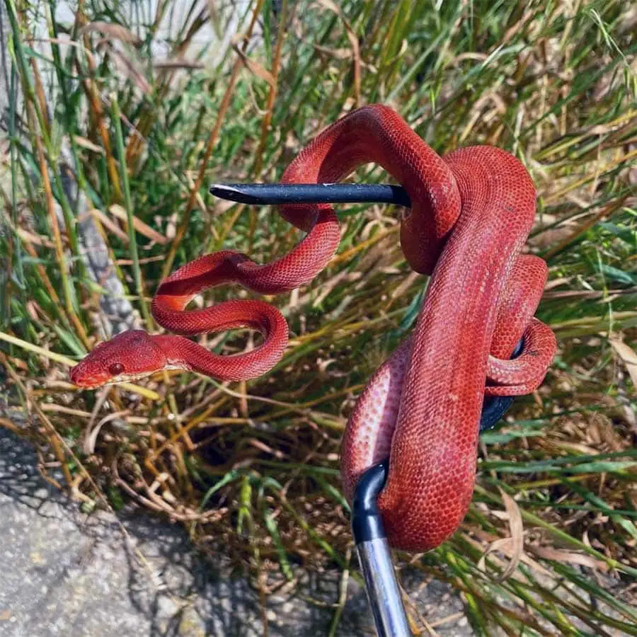 corallus hortulana snake hook