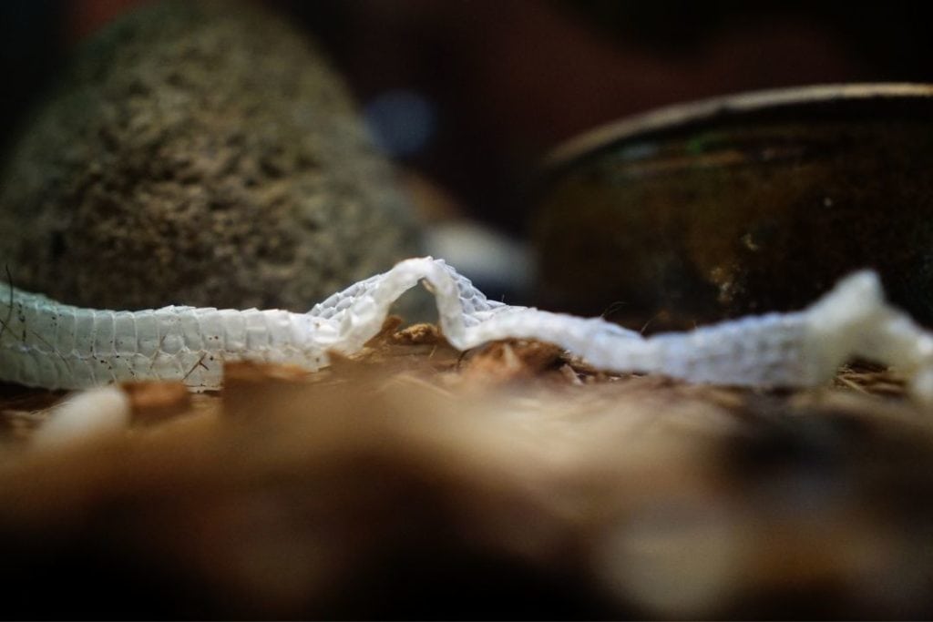 snake skin shed