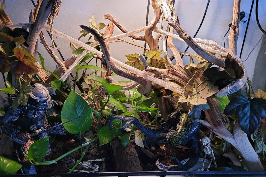 shedding inside an amazon tree boa's enclosure