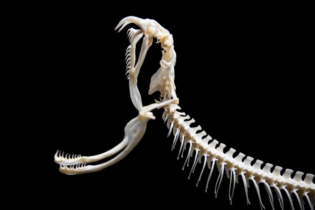 snake skeleton anatomy