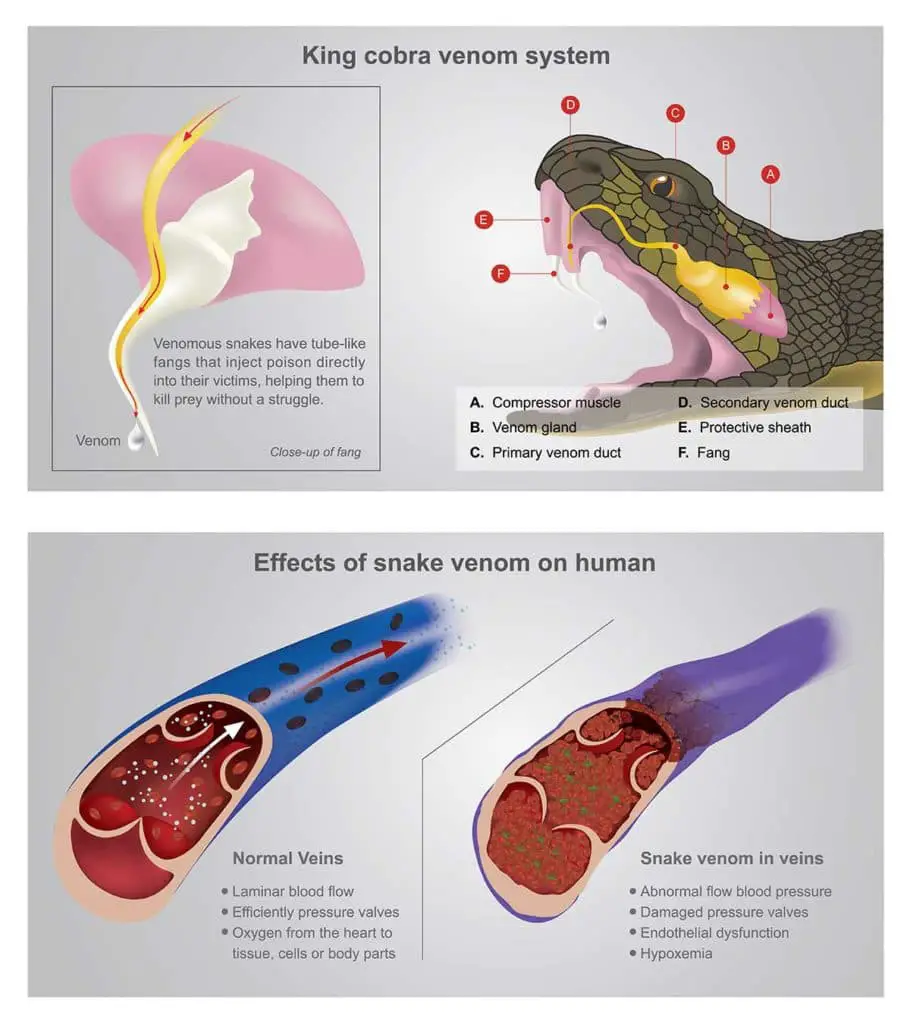 illustration of the venom system in snakes