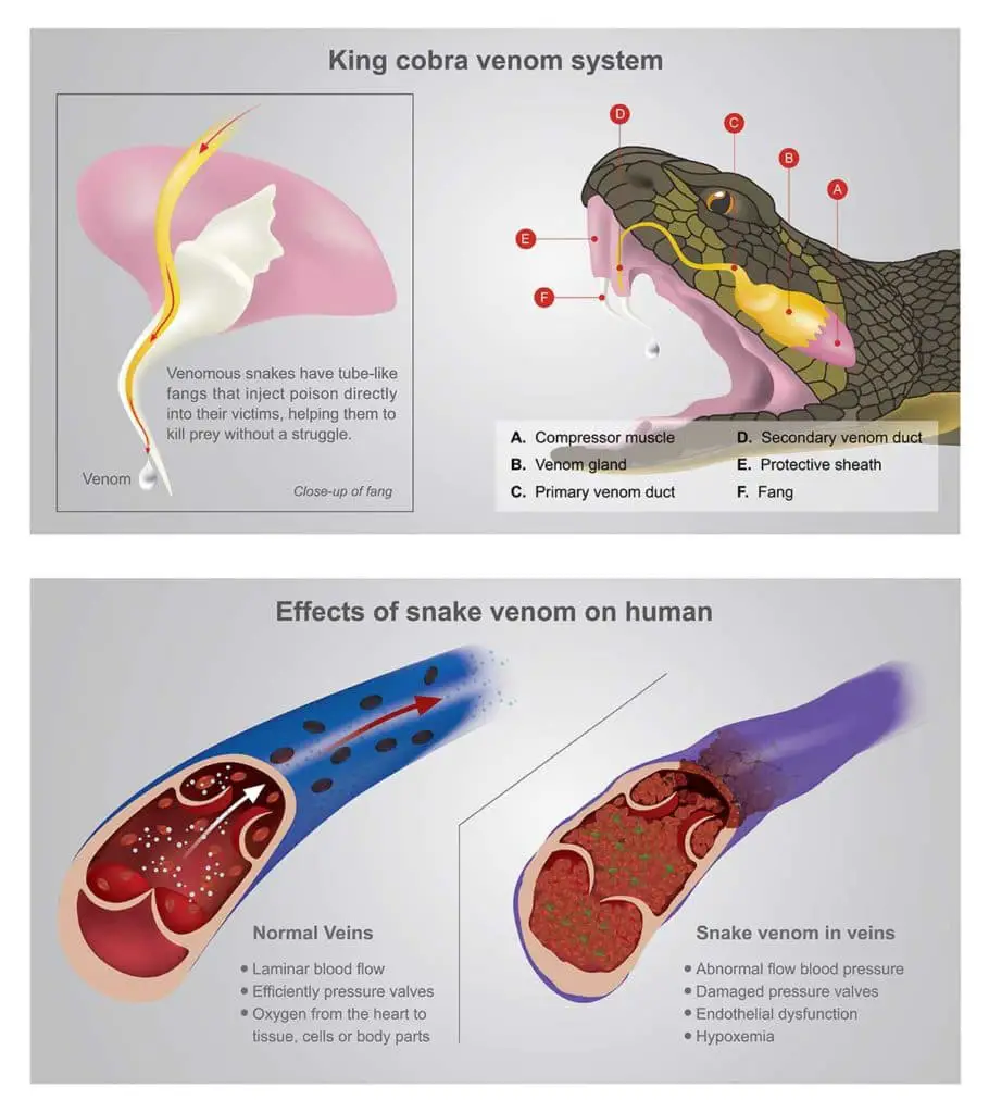 snake venom system