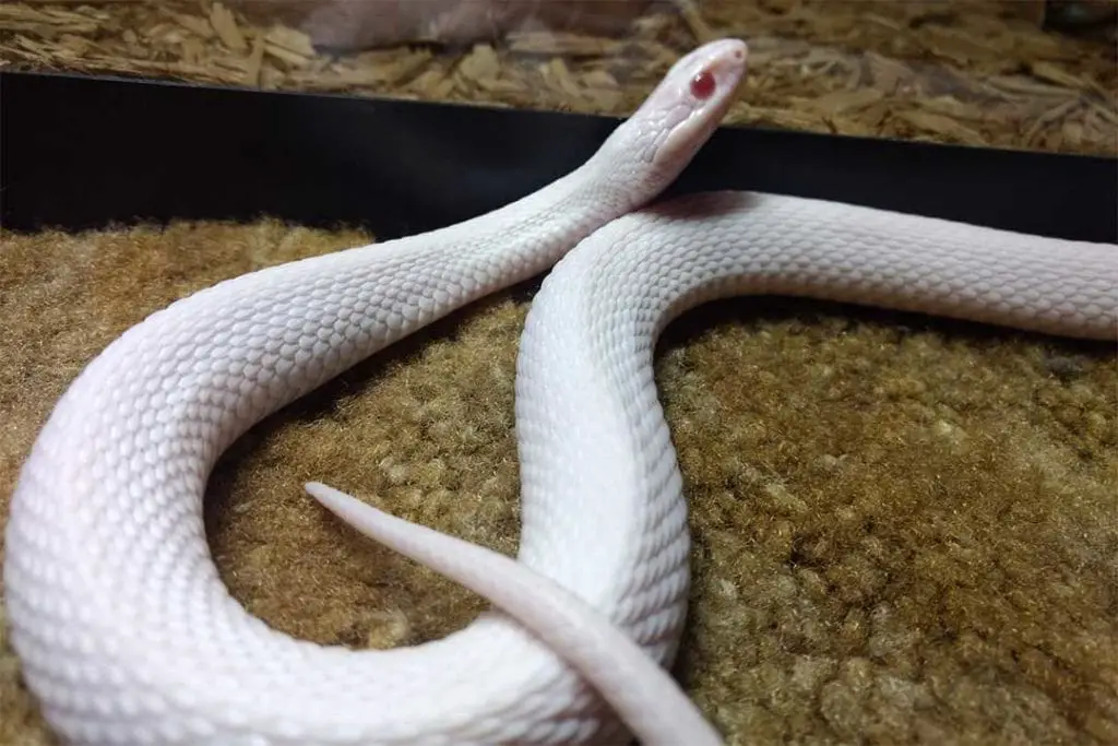 snow garter snake morph