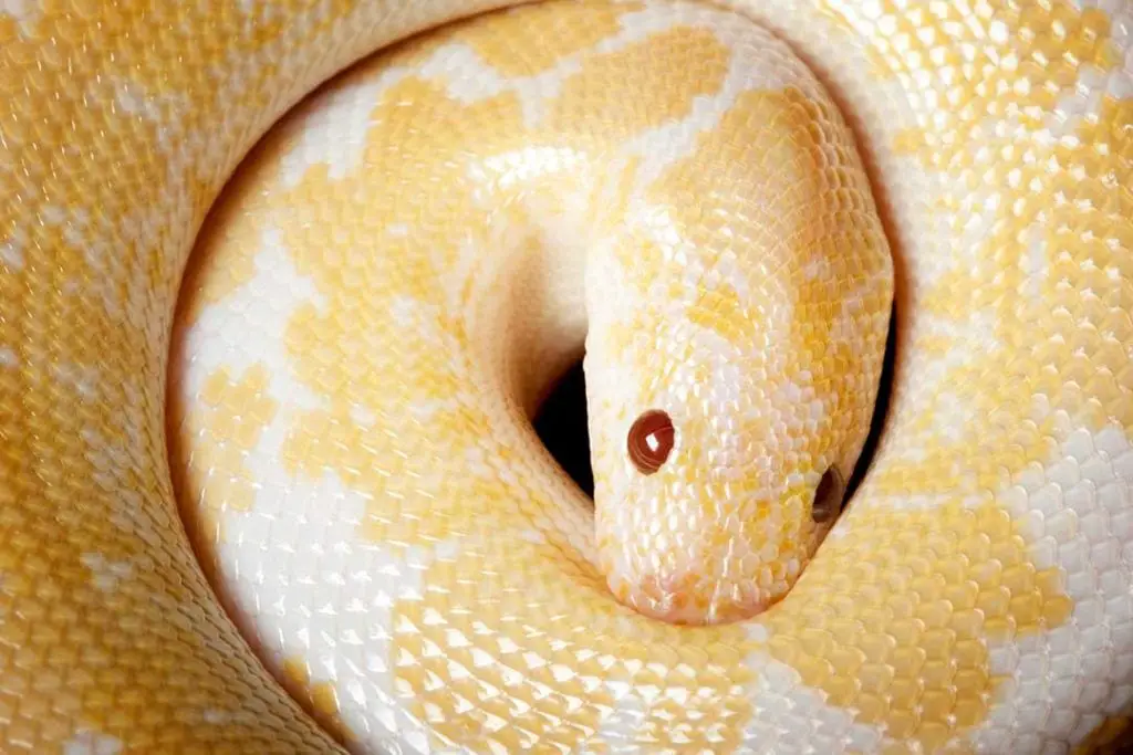 snow kenyan sand boa