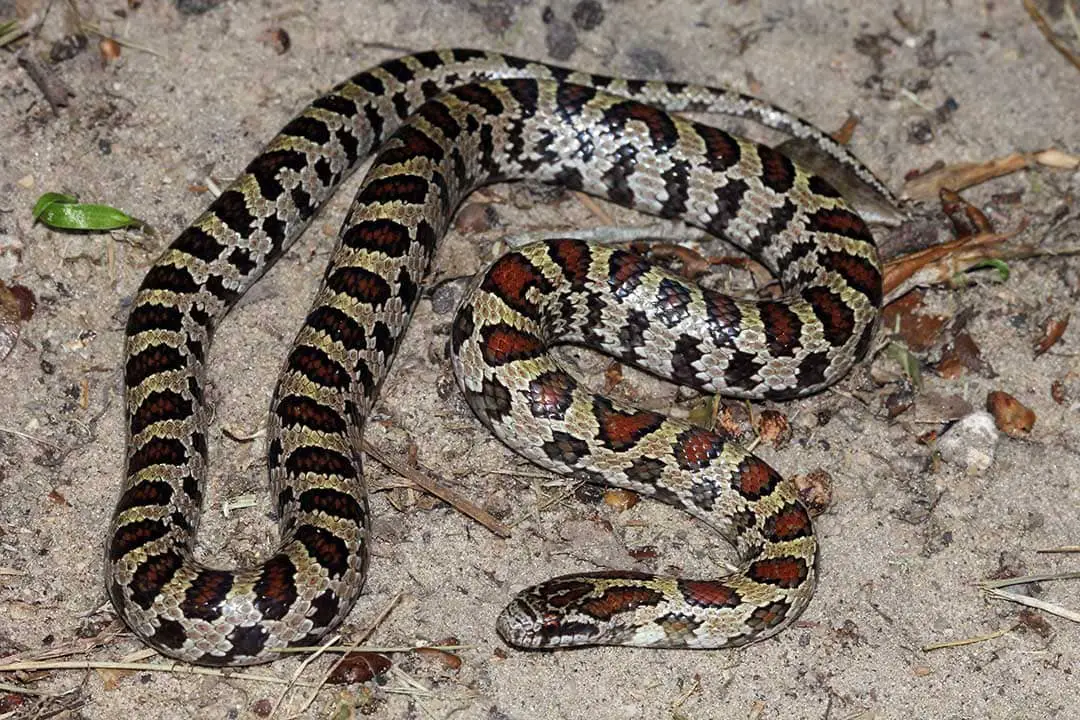 All 48 Snakes In Florida (with Pictures) - Reptilehow.com