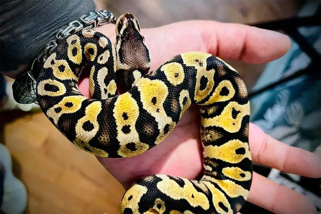 handling a spider phase ball python