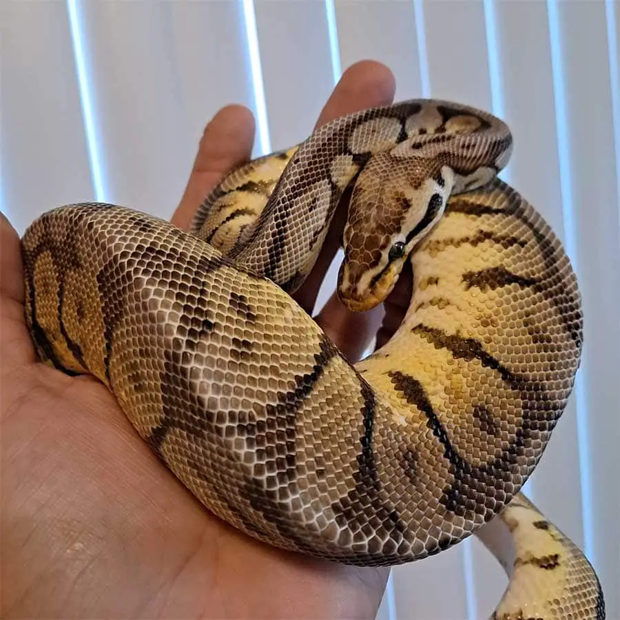 spider morph ball python