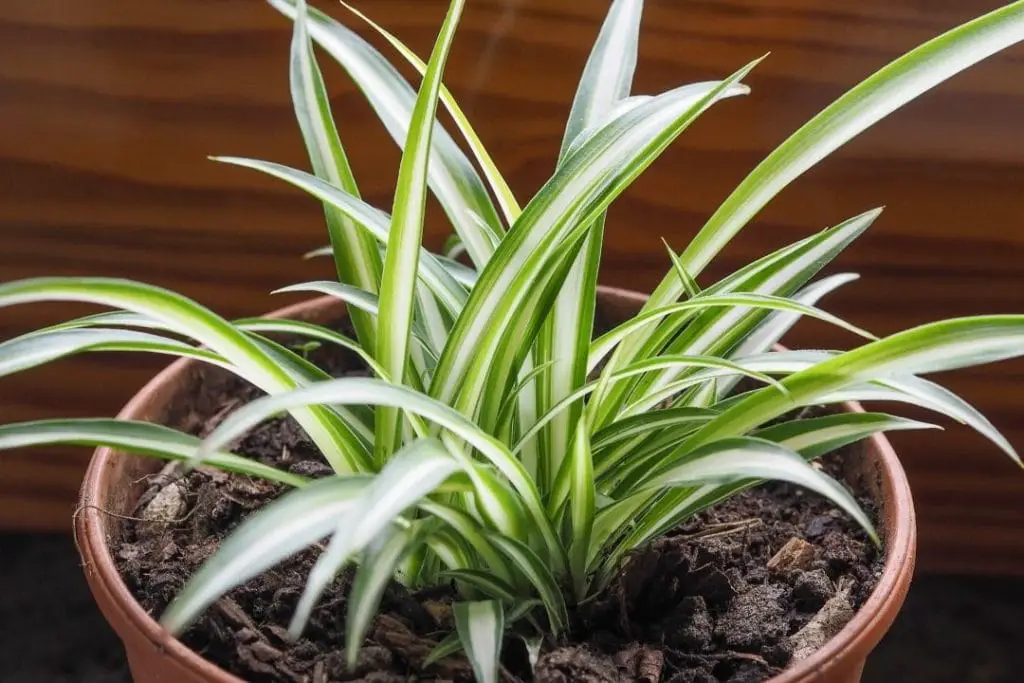 spider plant