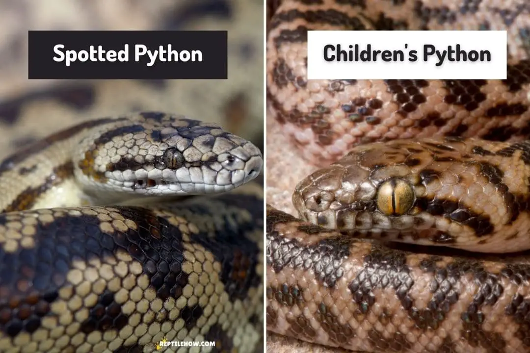 spotted python vs children's python