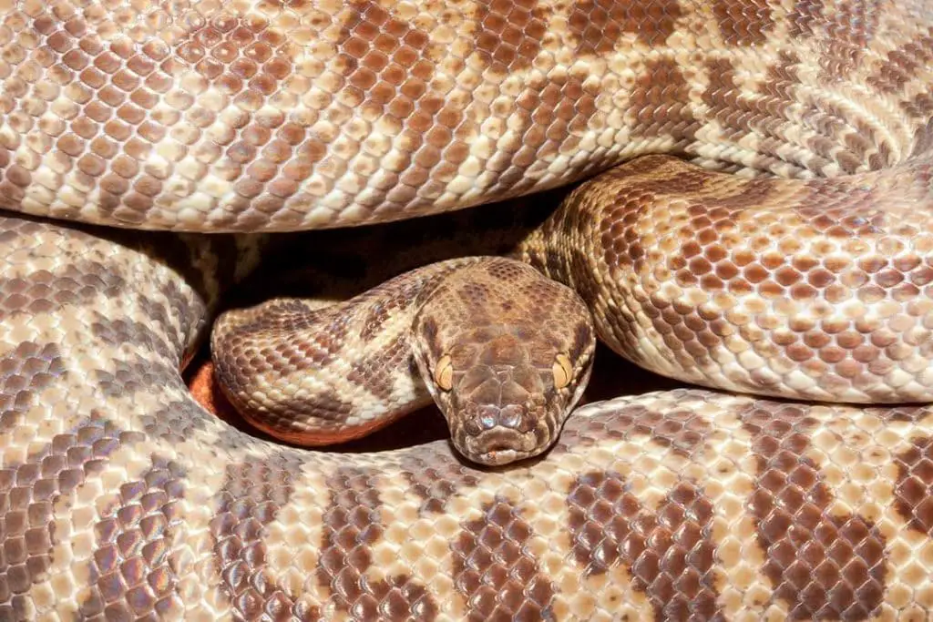 adult stimson's python