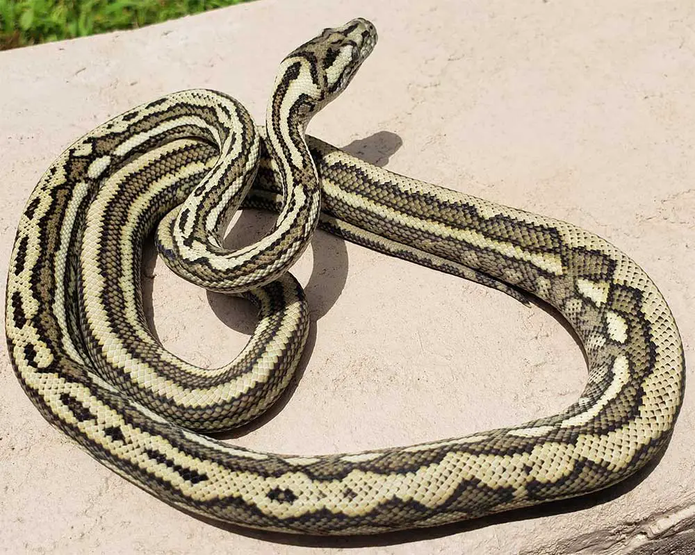 striped carpet python