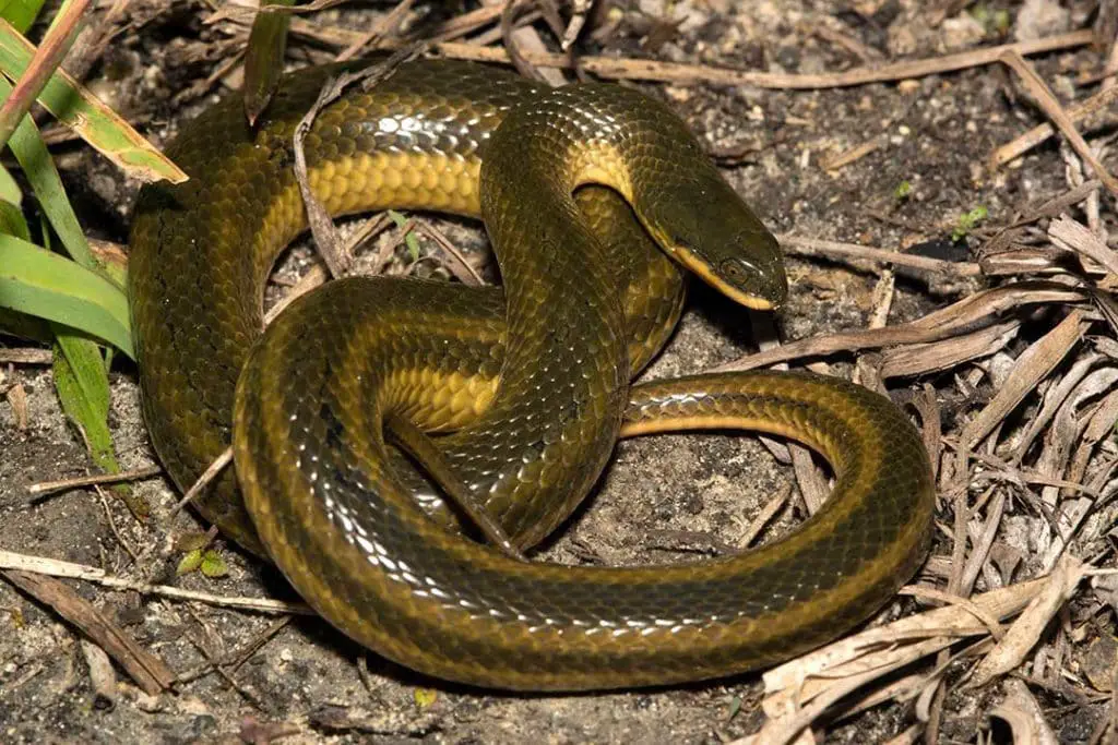 Striped Crayfish Snake (Liodytes Alleni) Info & Pictures - ReptileHow.com