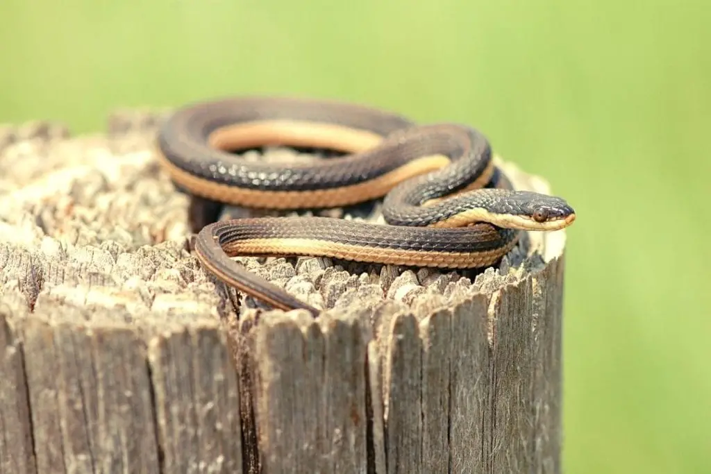 striped crayfish snake