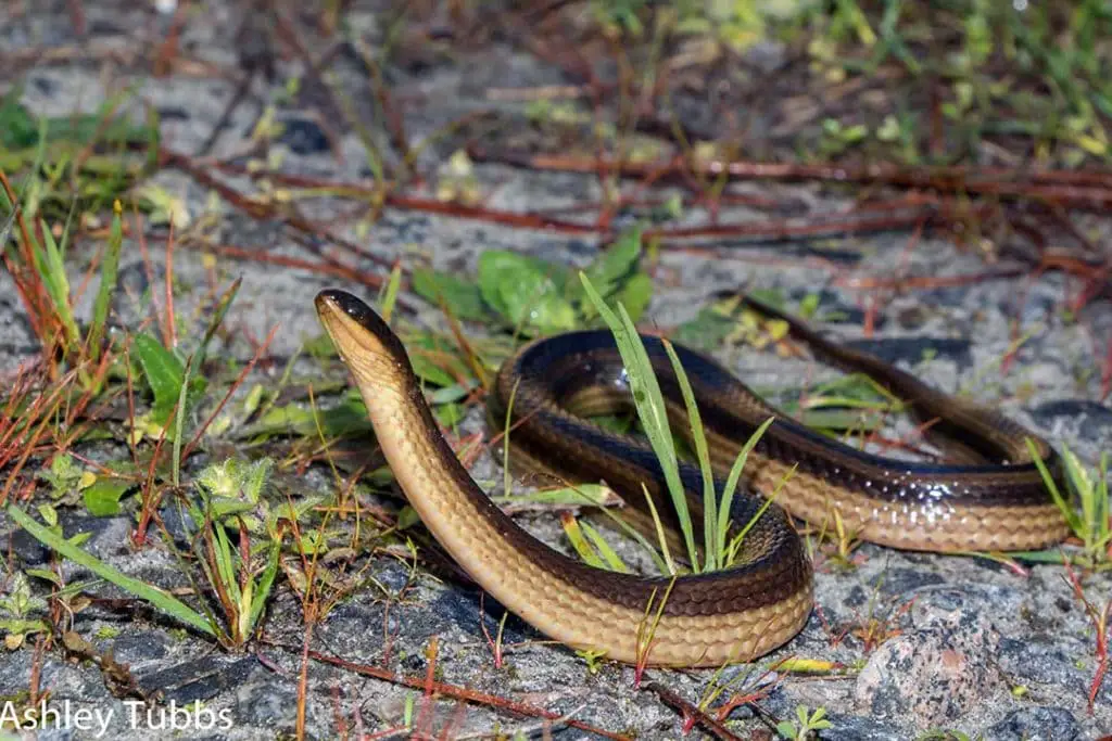 striped crayfish snake in the wild