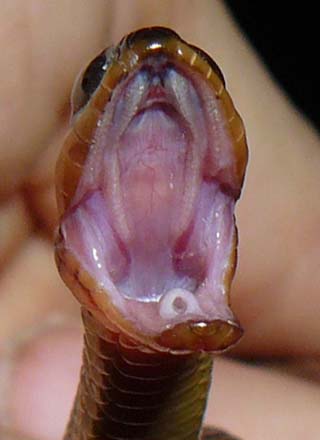 inside the mouth of a striped crayfish snake
