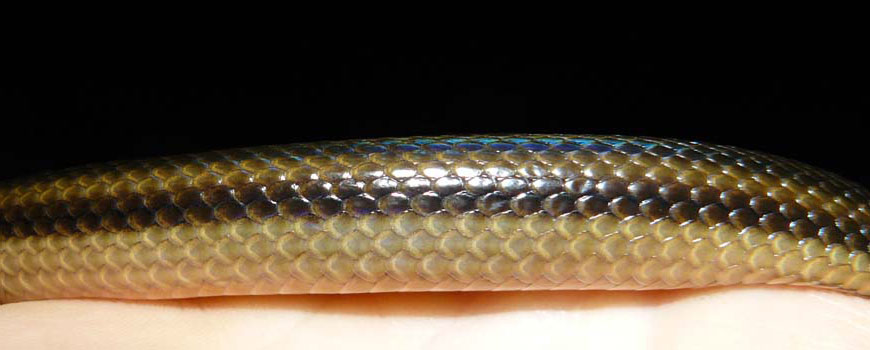 closeup of the scales on a striped crayfish snake