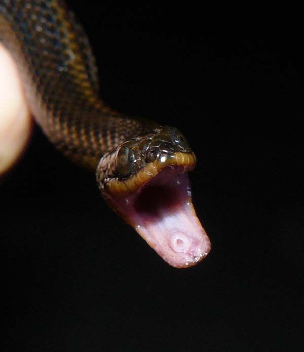 striped crayfish snake teeth