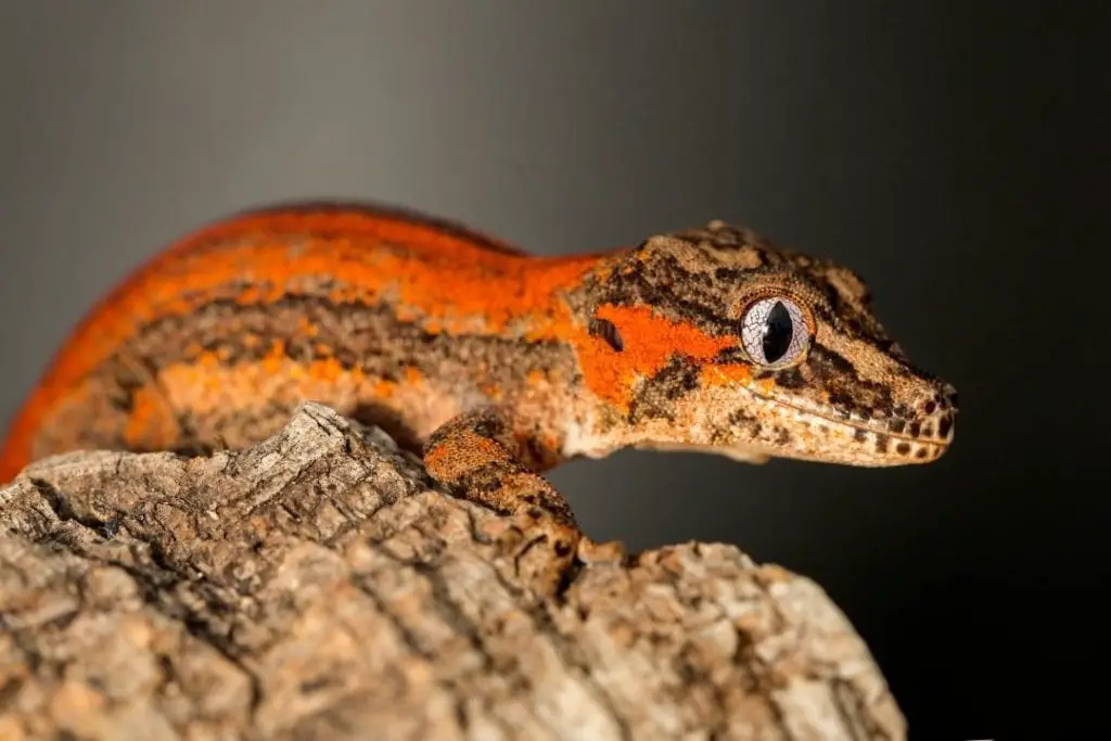 gargoyle gecko