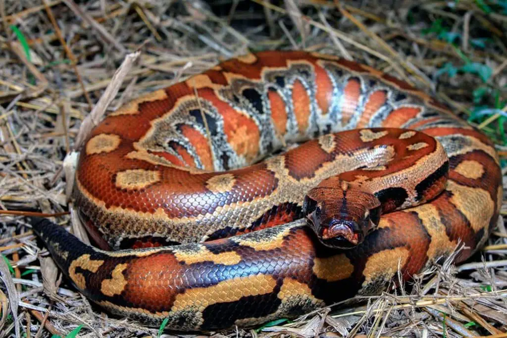 sumatran blood python in a defensive state