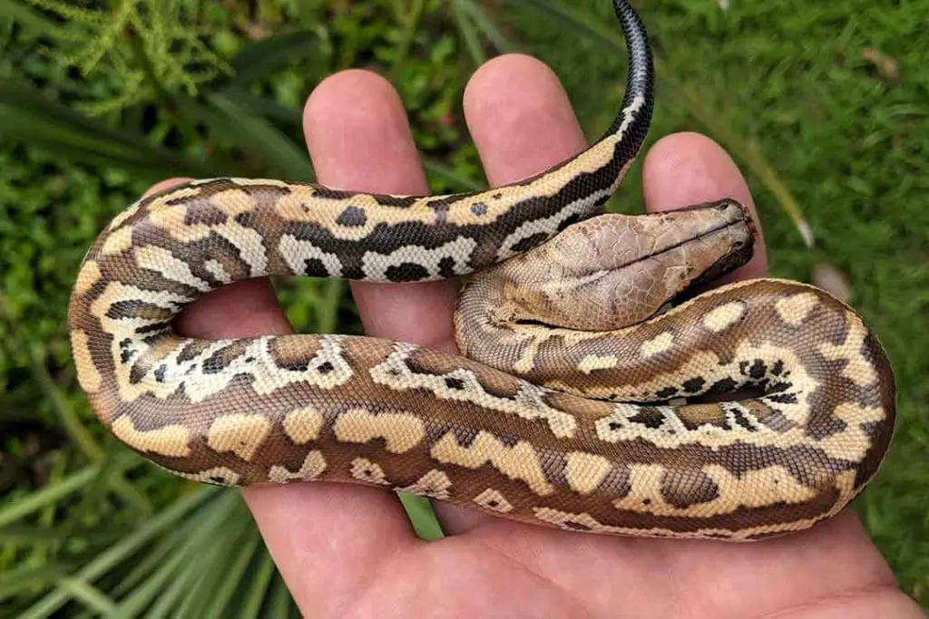 sunder blood python