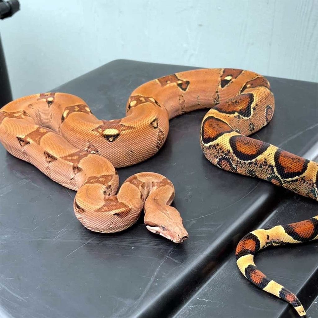 sunglow boa during enclosure maintenance