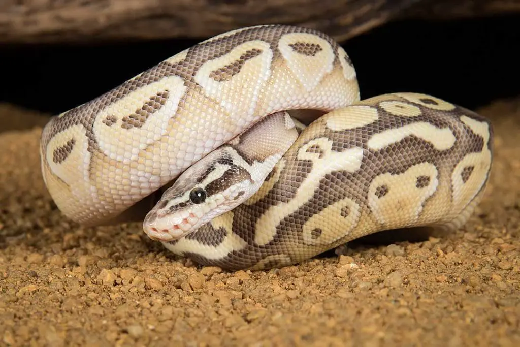 ball-python-amazing-facts-where-do-ball-pythons-live