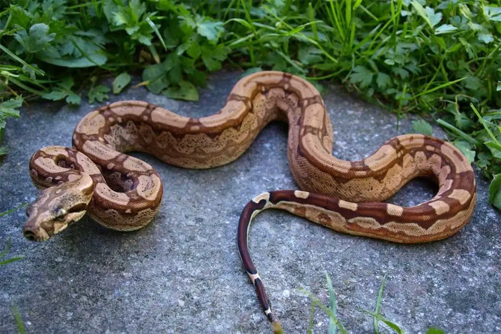 super arabesque boa