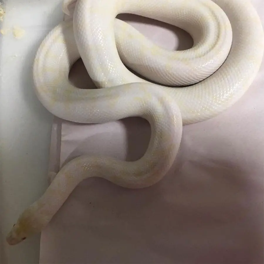 t- albino children's python