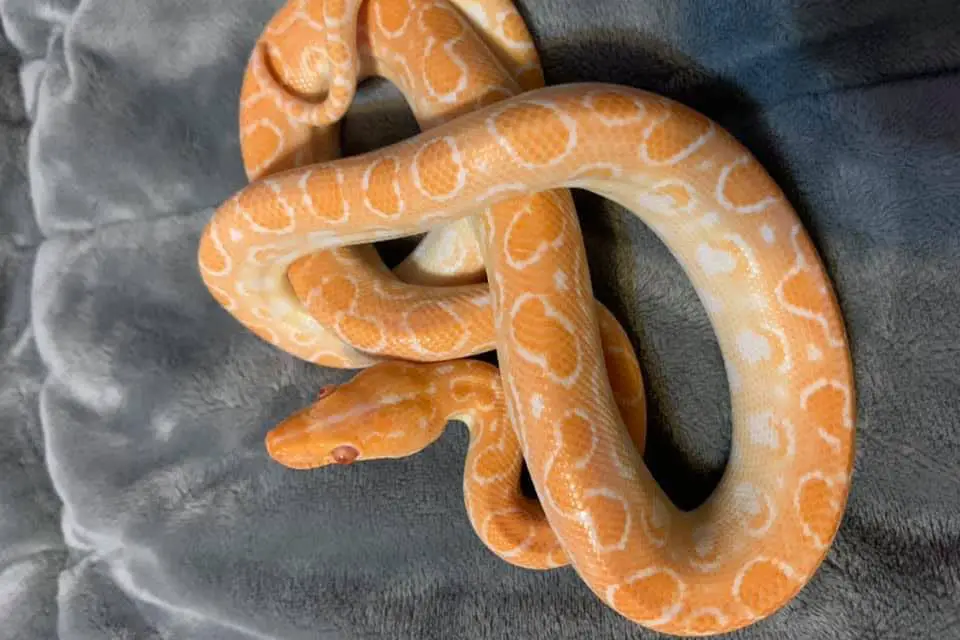 t- albino male rainbow boa