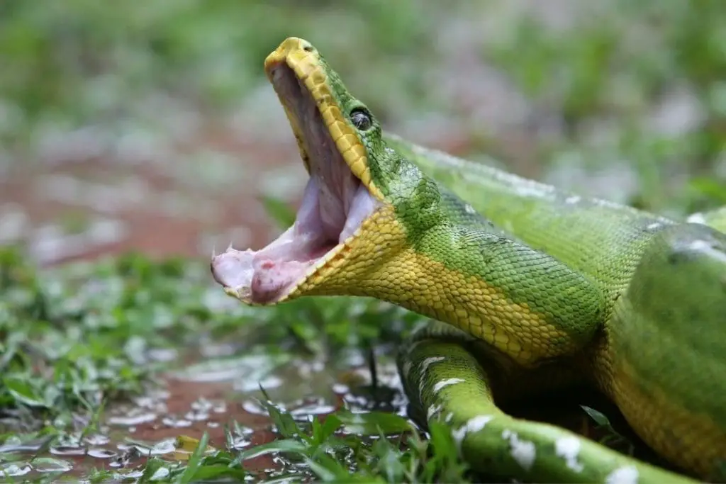 emerald tree boa showing its teeth