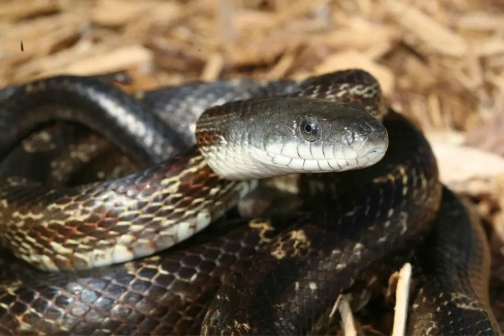 close up of a texas rat snake