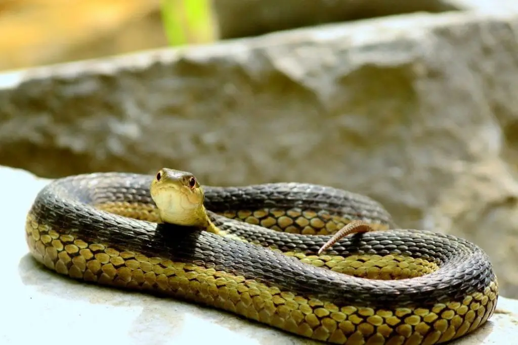 garter snake