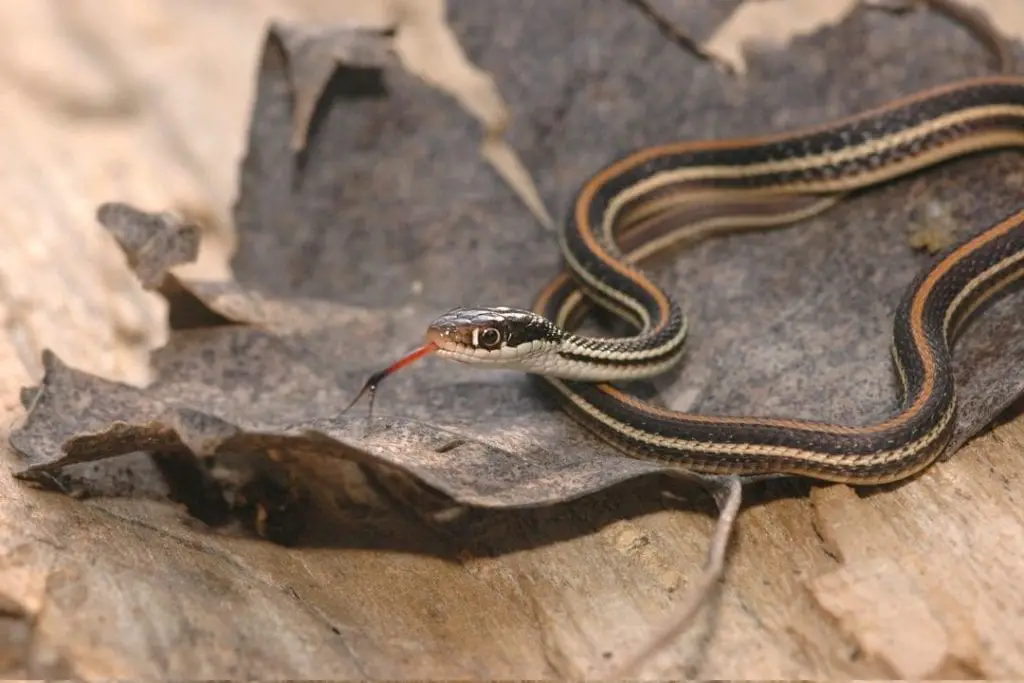 thamnophis proximus