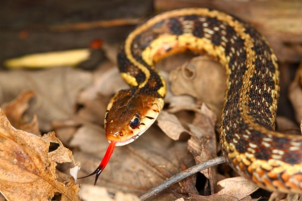 thamnophis sirtalis (garter snake)
