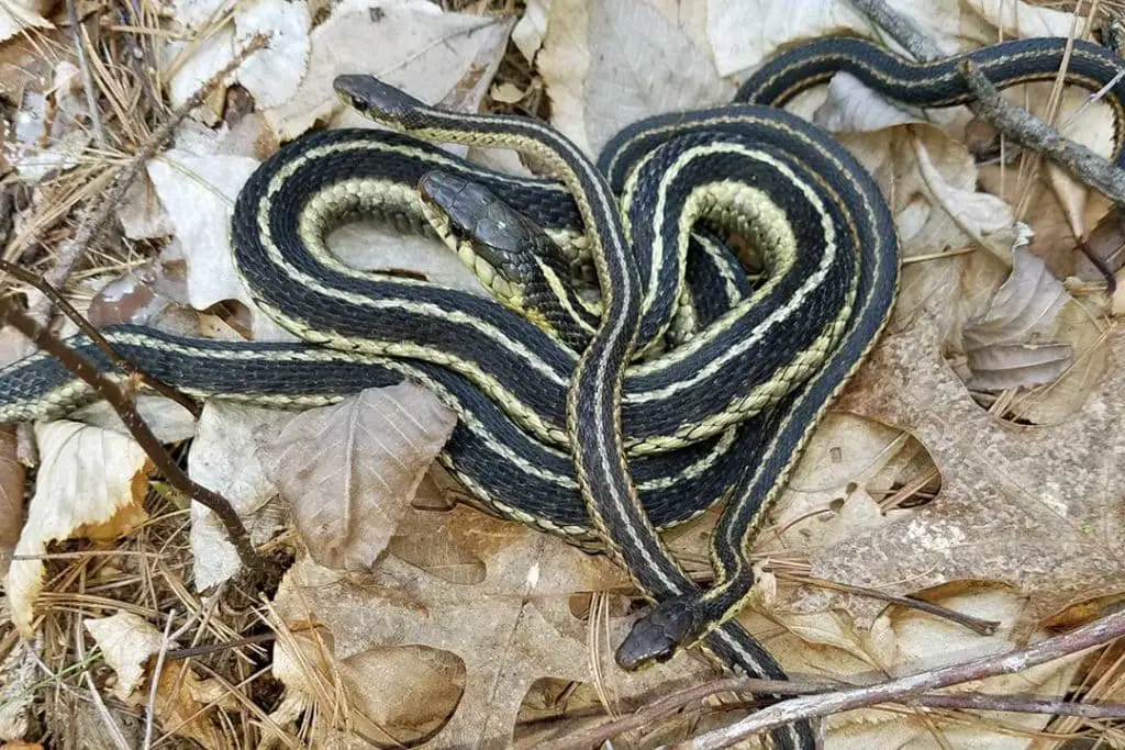 garter snakes