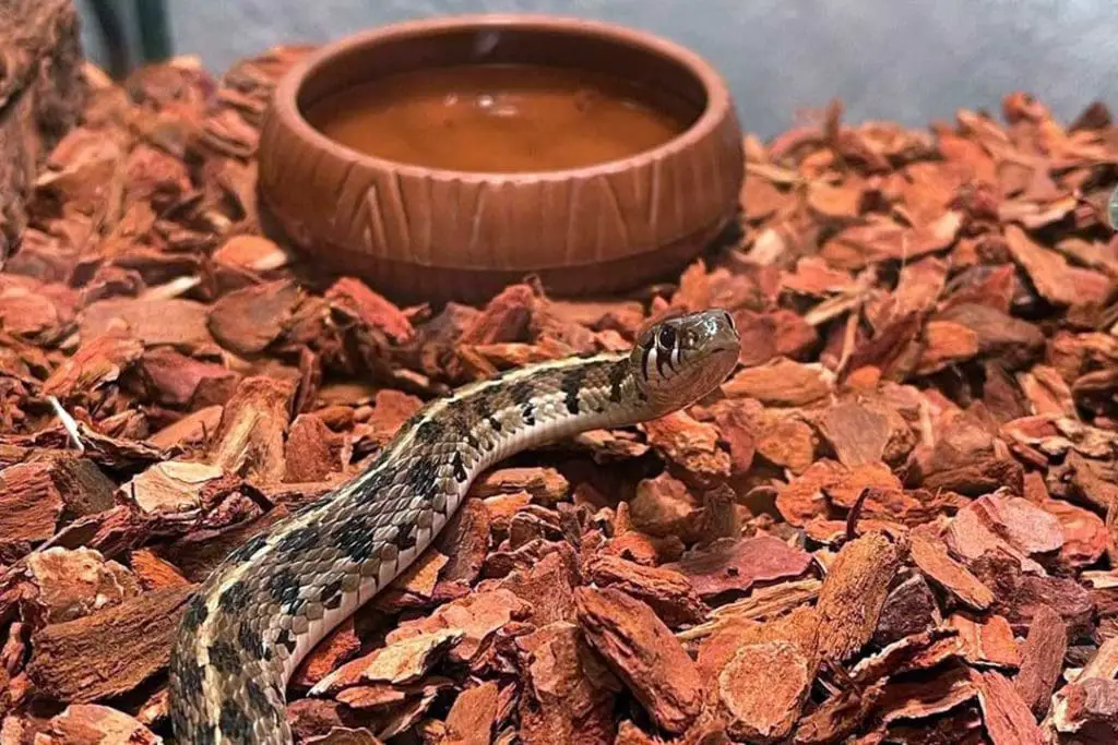 thamnophis snake next to its water bowl