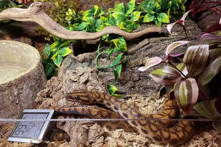 Brazilian Rainbow Boa Care Sheet (Complete Guide) - ReptileHow.com