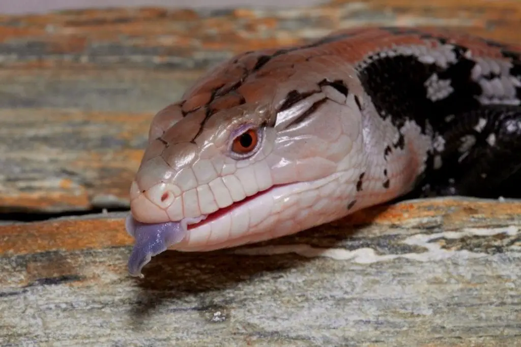 blue tongued skink tiliqua gigas