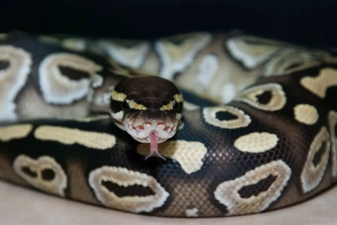 ball python flicking its tongue