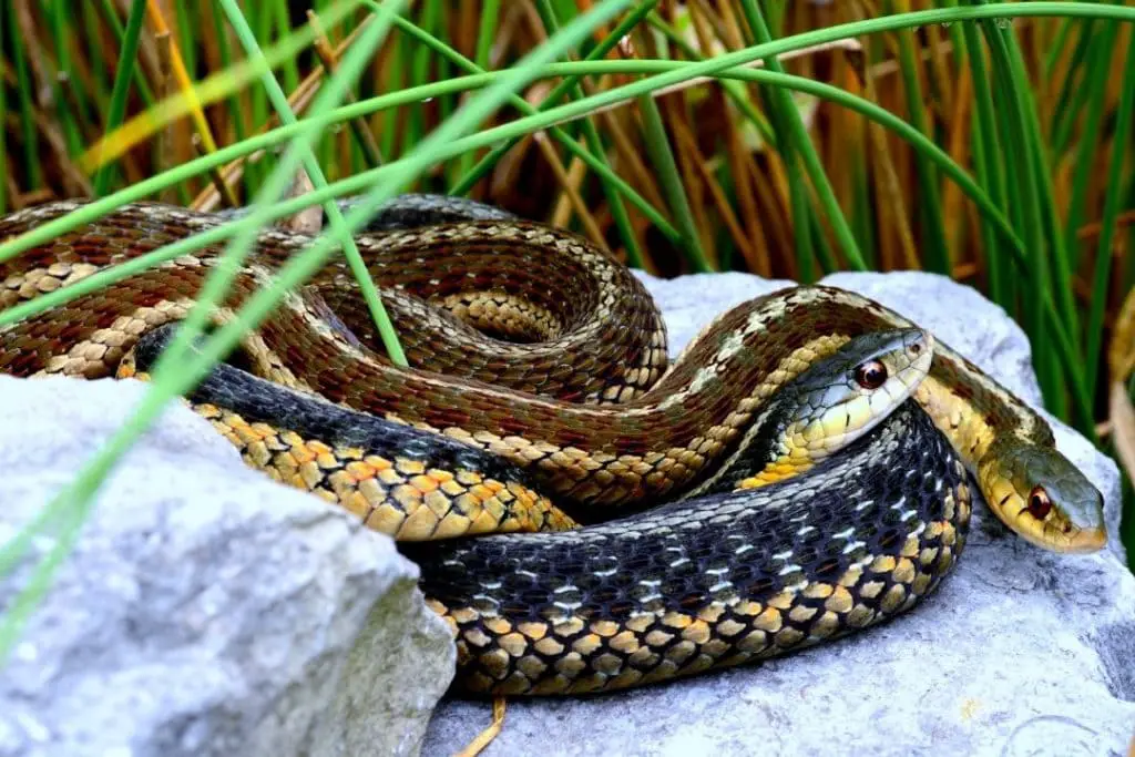 couple of wild garter snakes