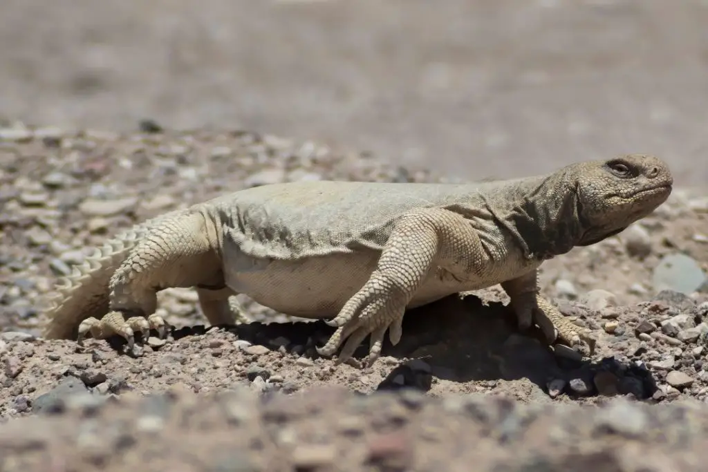 Uromastyx aegytius