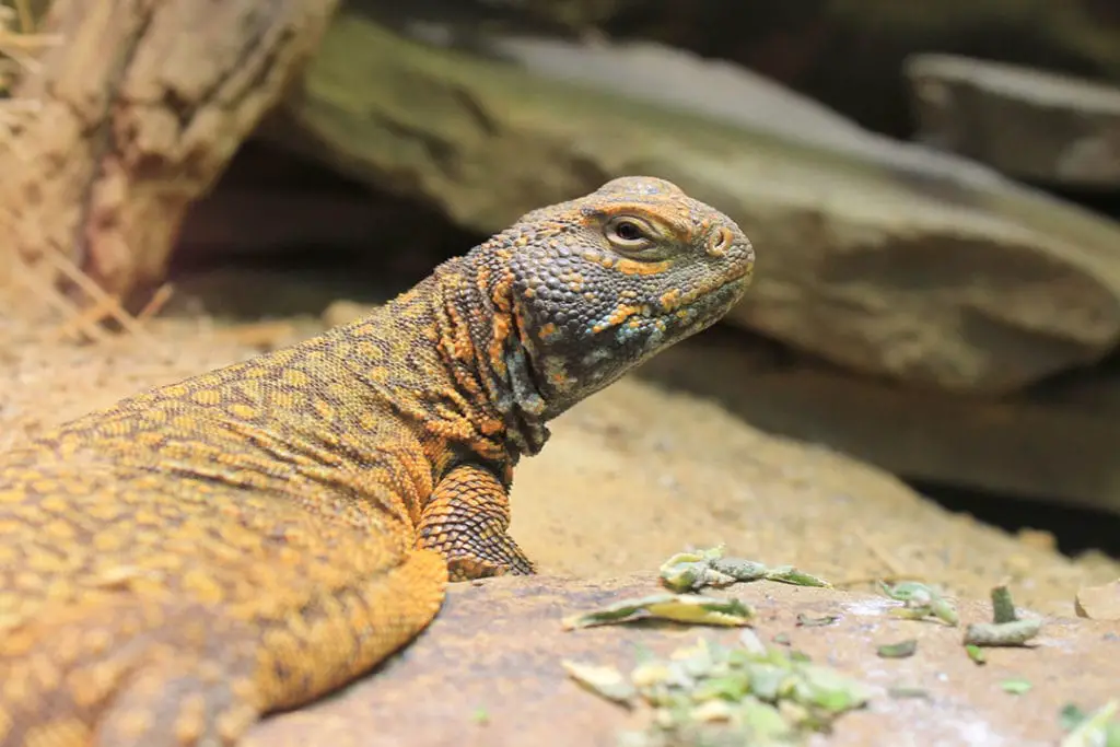 uromastyx eating