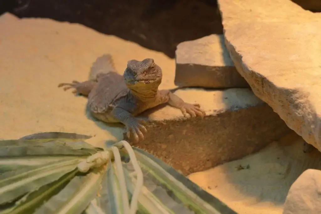 uromastyx lizard on sand substrate