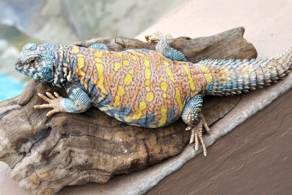 How Long Do Uromastyx Live? - ReptileHow.com