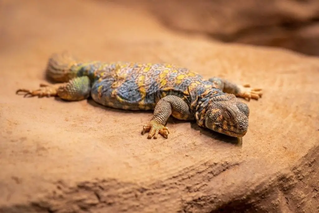 uromastyx ornata