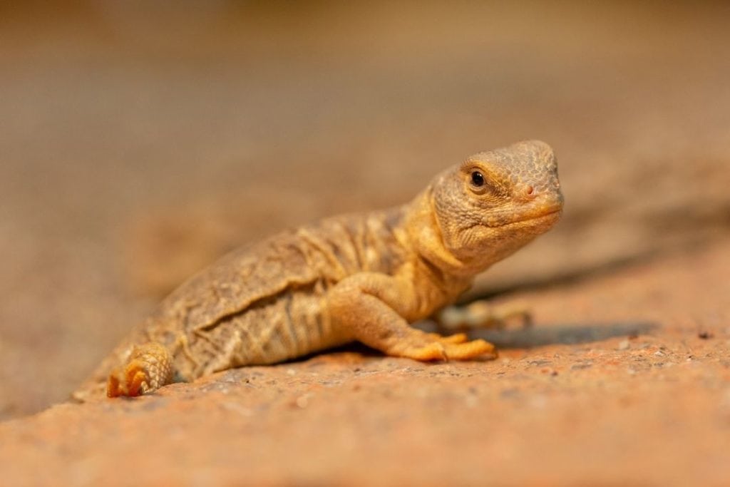 young uromastyx princeps