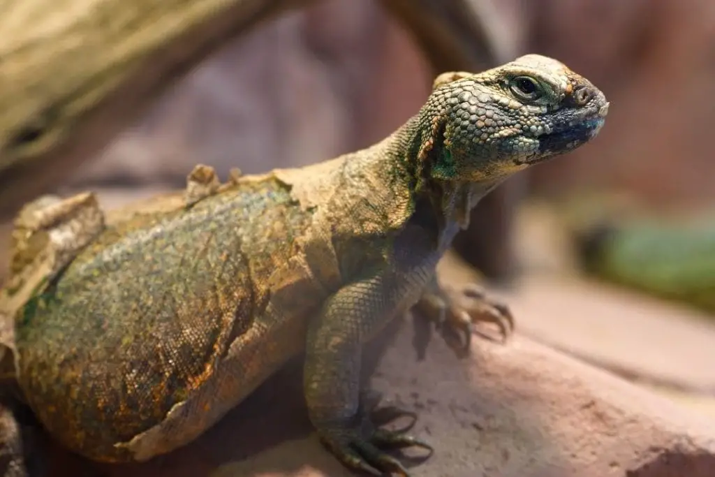 uromastyx shedding